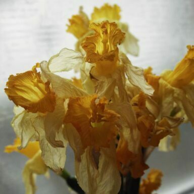 Genrefoto: Blomsterbuketter